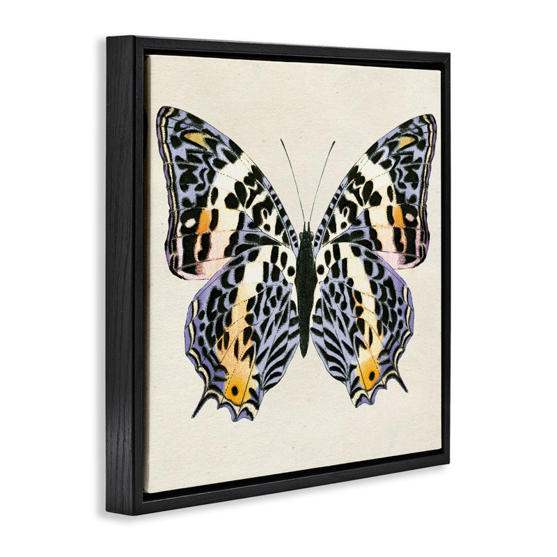  «Speckled Butterfly S croquis» par Susan Arnot, Cadre flottant noir de jais, H 18 po x l 18 po