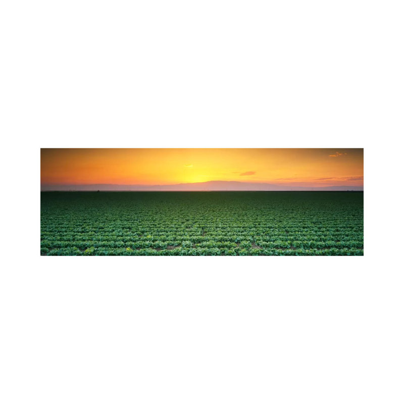 High Angle View Of A Lettuce Field At Sunset, Fresno, San Joaquin Valley, California, USA - Wrapped Canvas Panoramic Print