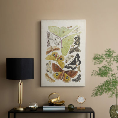 Antique Moths I -Custom Wrapped Gallery Cavas