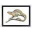 Lizard by Johan Teyler - Framed Print-55617607-55617611