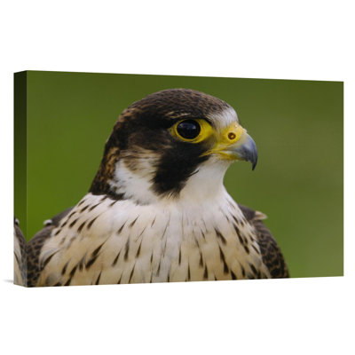" Ecuador 'Peregrine Falcon Portrait' "