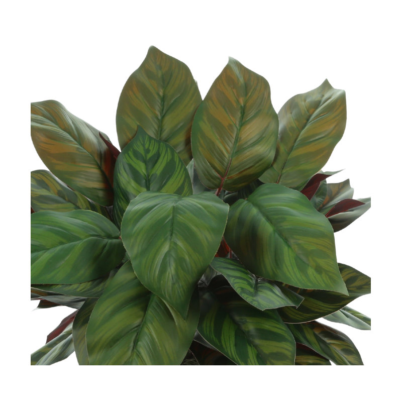 Aglomenia Chinese Evergreen UV Plant