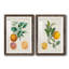 Orange de Malte - ensemble de 2 reproductions d'art-2074002772-2070024440-2070024445
