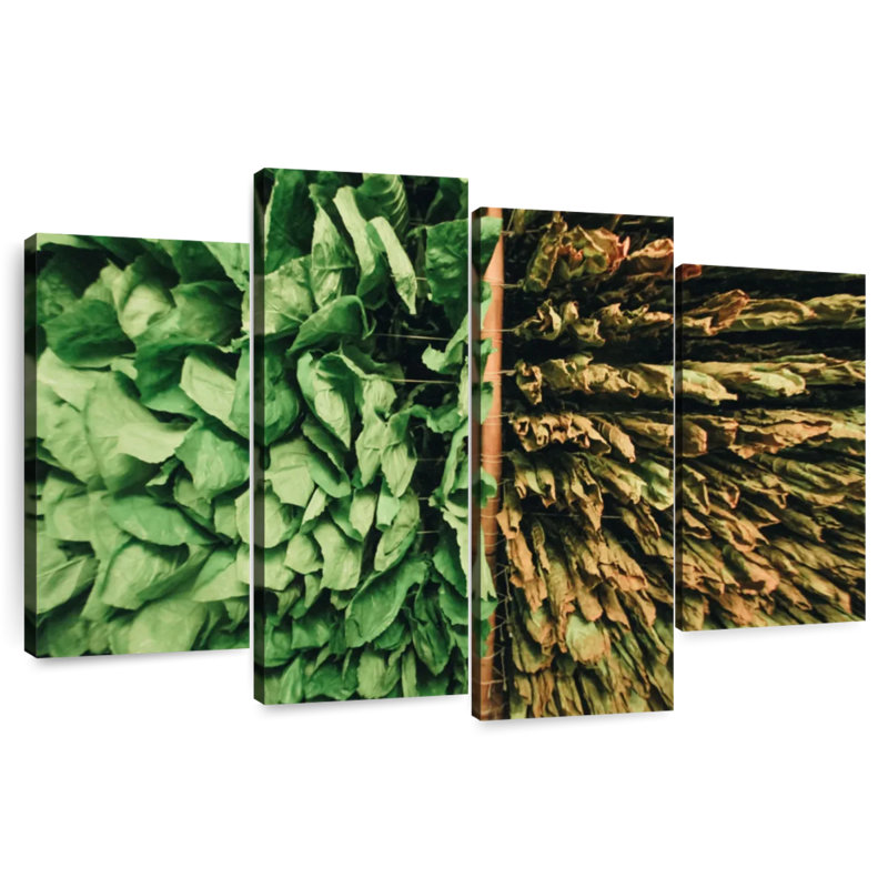 Feuilles de tabac Harnek, H 42 po x l 68 po