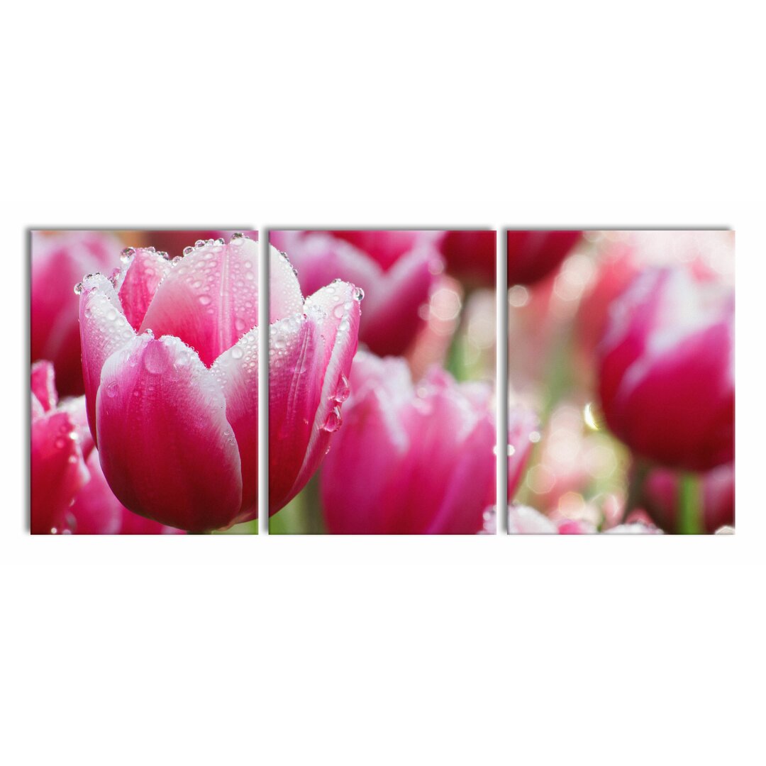 3-tlg. Leinwandbilder-Set Tulpen mit Morgentau