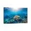 Reef Glider par Jordan Robins - reproduction d'art-56050054-56050457-56052648