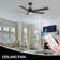Liandro 60'' Ceiling Fan with Light