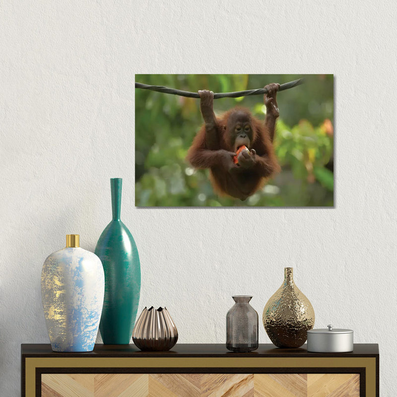 Orangutan Young Eating Fruit, Sabah, Borneo, Malaysia by Tim Fitzharris - Wrapped Canvas Gallery-Wrapped Canvas Giclée