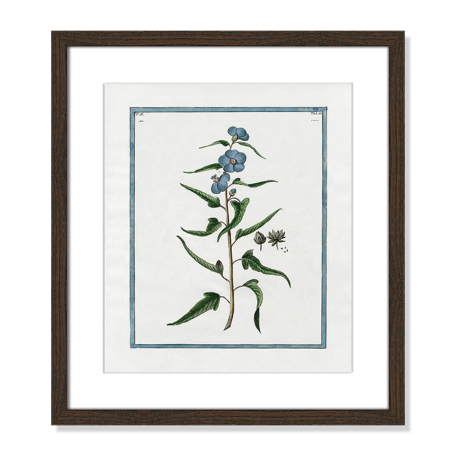 Colombe "Shabby Elegance Botanical I" Print, 13" W x 15" H, Walnut Framed