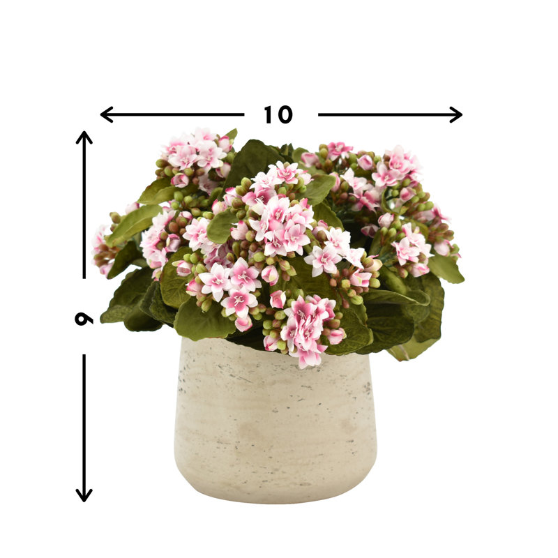 Kalanchoe Arrangement in Fiberstone Pot, Pink/White