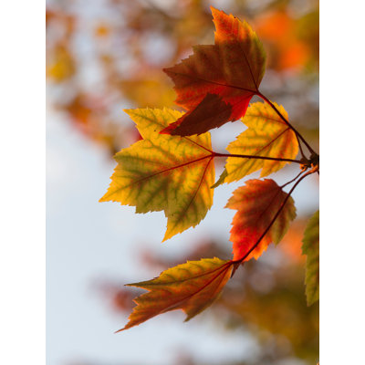 Automne 5