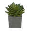 Plante echeveria à pointe artificielle dans un pot de fleurs-409563577-409539840