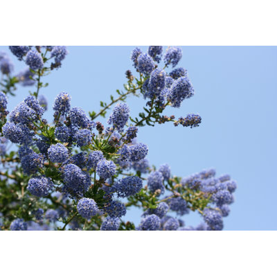 Ceanothus In Bloom! by NIKDesignLtd - Wrapped Canvas Print