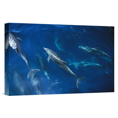 " Bottlenose Dolphin Pod, Galapagos Islands, Ecuador "
