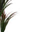 Plante verte 5,5 'Dracaena Marginata