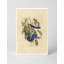 «Florida Jay», planche 87 (1827-1838) - Art mural oiseaux-1546348230