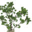 Pin Ming dans un vase Fiberstone-330234490