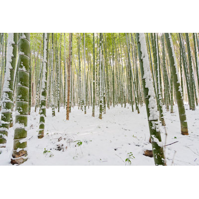 " Bamboo Grove In Winter "