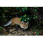 Figurine fox