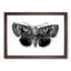 Epione Underwing Moth by S.F. Denton - Picture Frame Painting Print-55539749-55539748