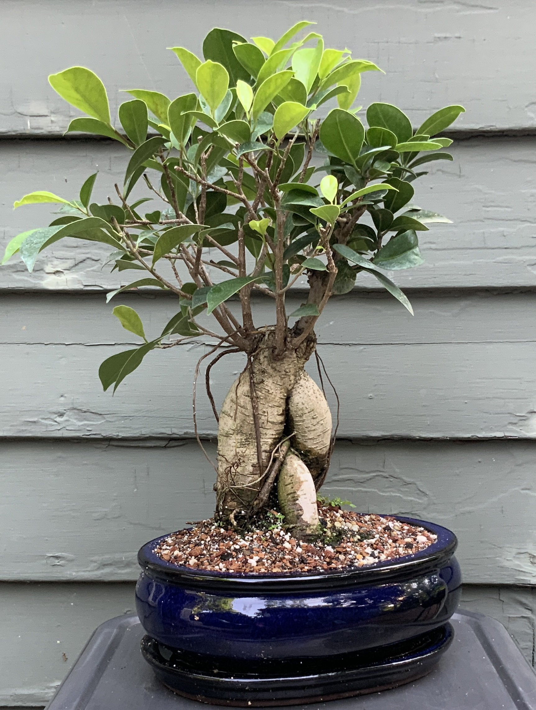 https://assets.wfcdn.com/im/51547983/compr-r85/2064/206433184/lucky-bonsai-limited-live-bonsai-low-maintenance-plant-in-ceramic-pot.jpg