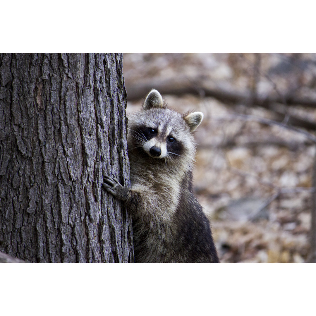 Leinwandbild Waschbär versteckt sich hinter einem Baum