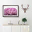 Pink Petals of a Chrysanthemum - Framed Print-55769569-55769570