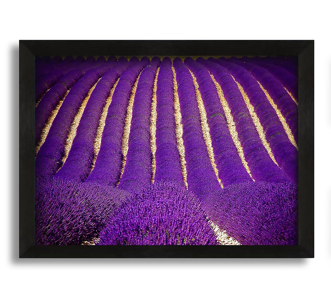 Gerahmter Kunstdruck Lavender Field