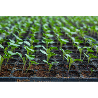 «Young Seedlings On Canvas» par Doidam10, photographie