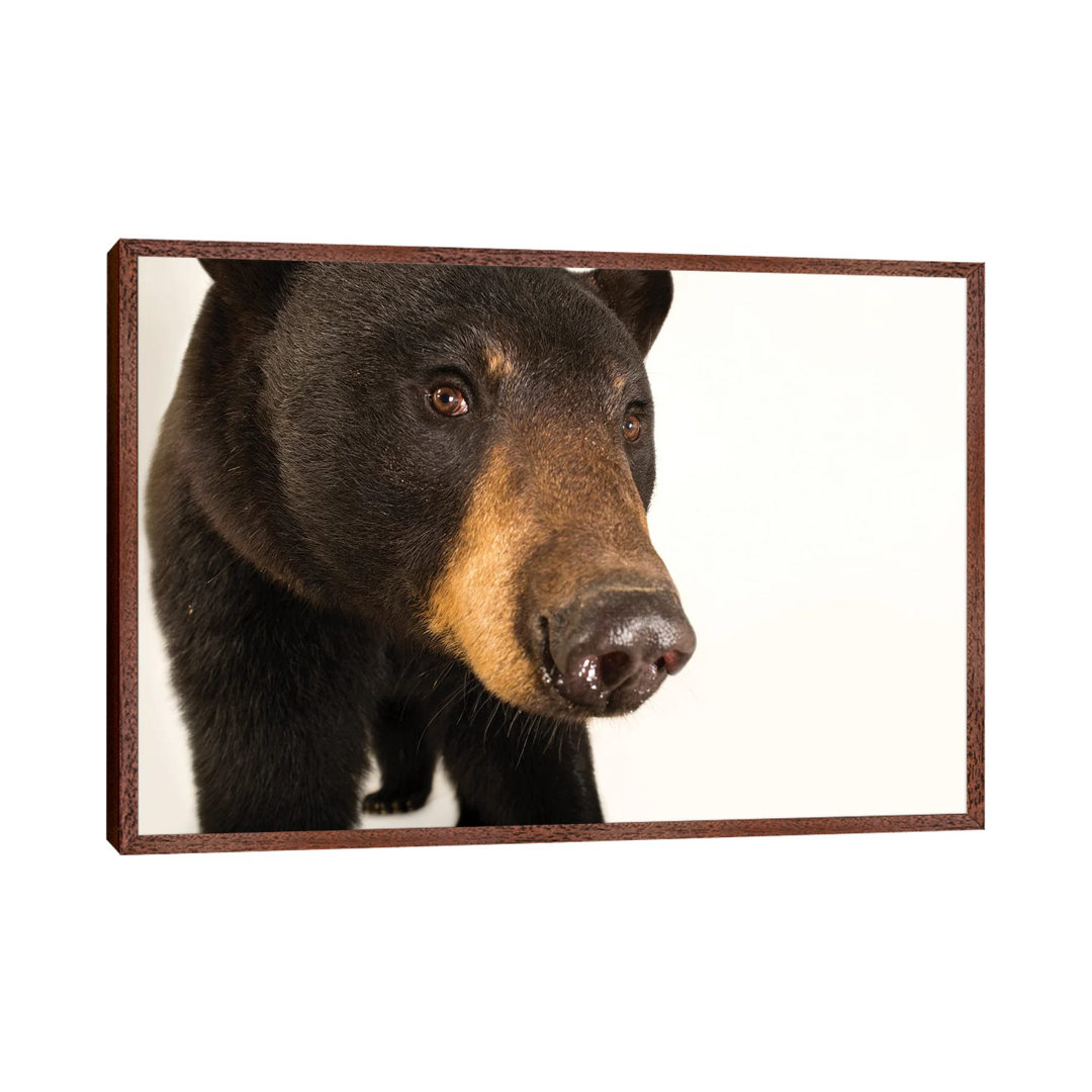 A Louisiana Black Bear At The Caldwell Zoo In Tyler, Texas von Joel Sartore - Galerie-verpackte Leinwand Giclée