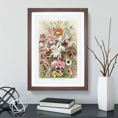 Orchids by Ernst Haeckel - Picture Frame Painting