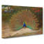 Peacock by Archibald Thorburn - Wrapped Canvas-61838596