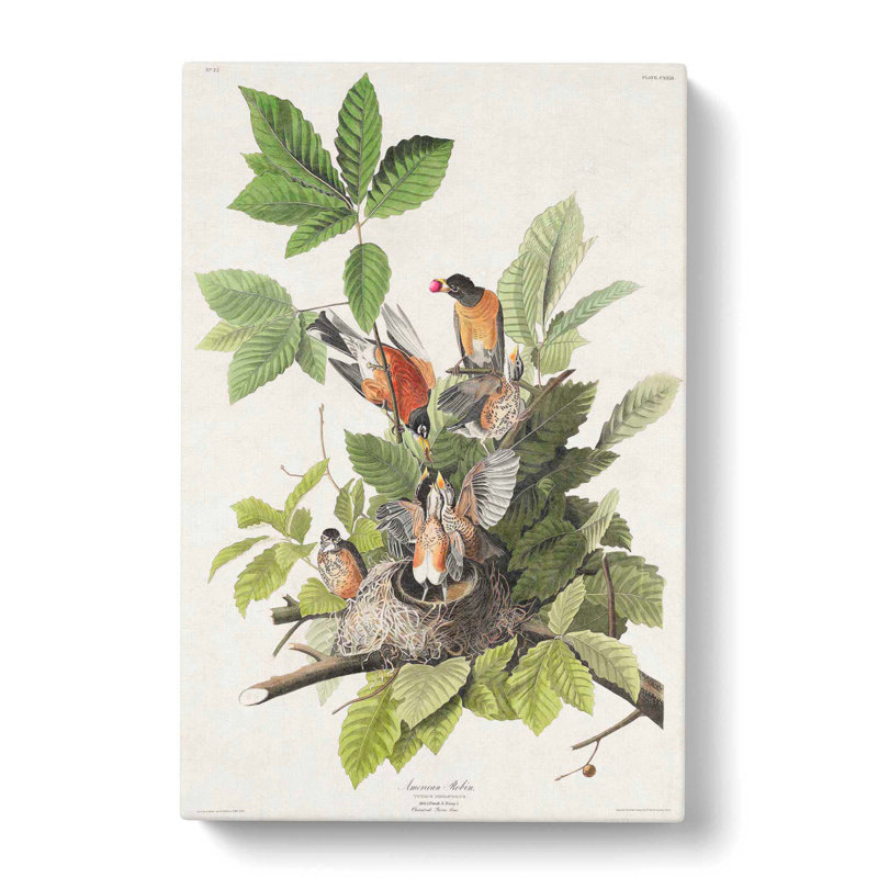 American Robins by John Audubon - Wrapped Canvas Painting, 60cm H x 40cm W x 3cm D