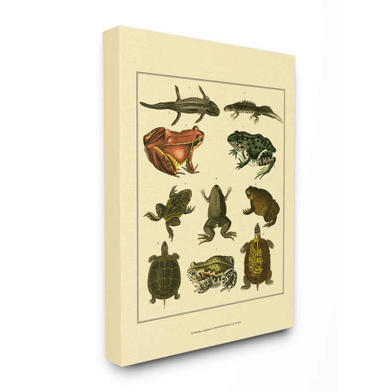 «Frog and Newt and Turtle Illustration», impression, H 20 po x l 16 po x P 1,5 po, Toile