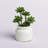11'' Faux Succulent in Ceramic Pot