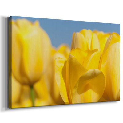 Sunshine Yellow I -Gallery Wrapped Cavas