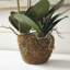 Conservatory Orchid Drop-In-1554782236