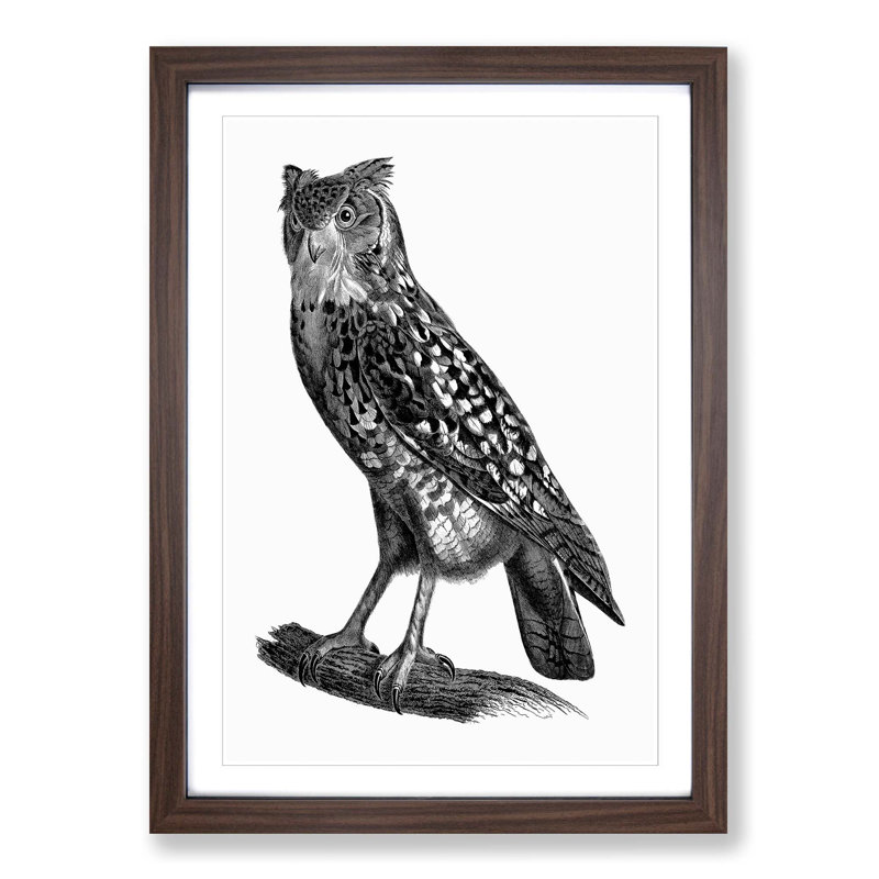 Egyptian Owl Illustration - Picture Frame Drawing Print, Walnut Framed, 36cm H x 27cm W x 2cm D