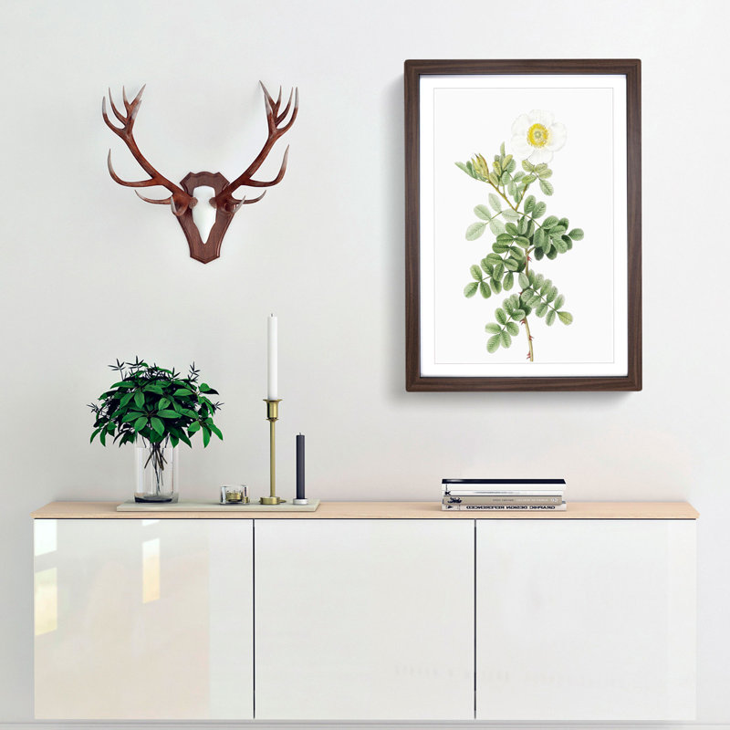Macartney Rose in White by Pierre-Joseph Redoute - Picture Frame Painting Print, 48cm H x 36cm W x 2cm D, Walnut Framed