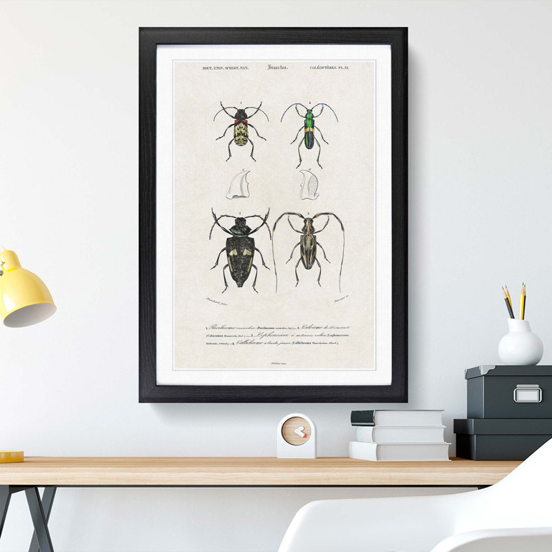 Beetle Illustrations PL.12 by Charles D'Orbigny - Single Picture Frame Print, 45cm H x 33cm W x 2cm D, Black Framed