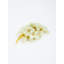 Molinari Food & Beverage Vase Filler-1520125068