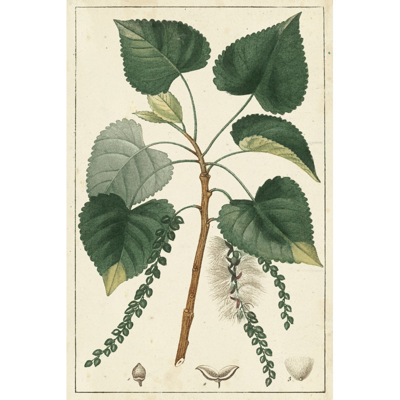 Poplar Tree by Turpin - Art Prints on Canvas, 46cm H x 30cm W x 3.8cm D