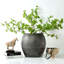 Black Indoor / Outdoor Earthenware-629636837