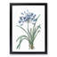 African Lily Flowers by Pierre-Joseph Redoute - Framed Print-55547703-55547704