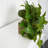 12'' Faux Foliage Plant in Foam Freestanding