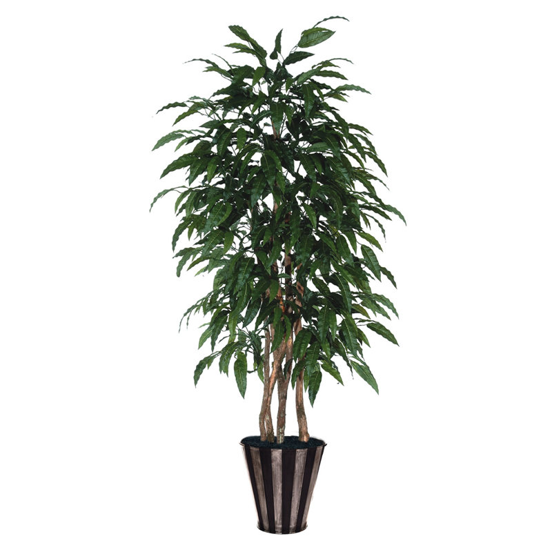 Ficus au sol en pot