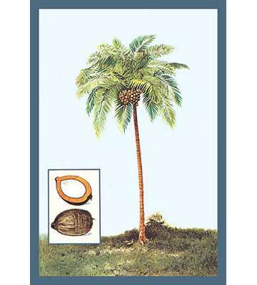 Noix de coco, reproduction d’art