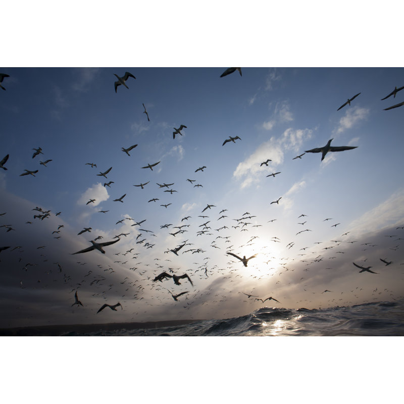 Hailes Gannets by Paulbcowell - Wrapped Canvas Print, 30cm H x 46cm W 3.8cm D