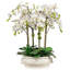 ORCHID IN OVAL CACHE POT