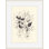 Morning Hellebores 1 Print